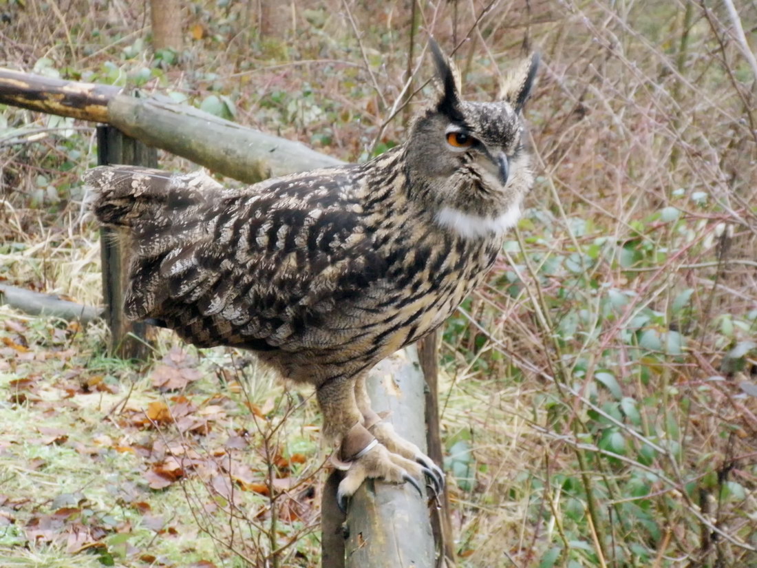 Wandertag Februar 2011